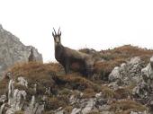 SUL MONTE CAVALLO (mt. 2323) CON TANTA NEBBIA 9 ottobre 2010 - FOTOGALLERY